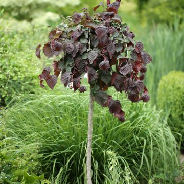 Corylus avellana Purple Umbrella - Hazelaar