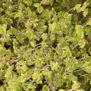 Corylus avellana Twister - Hazelaar