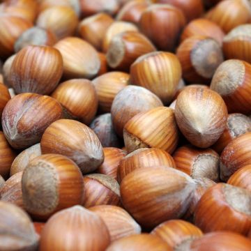 Corylus avellana Webbs Prize Cobb - Hazelaar