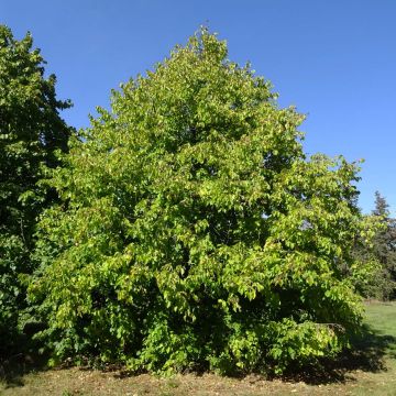 Corylus colurna - Turkse hazelaar