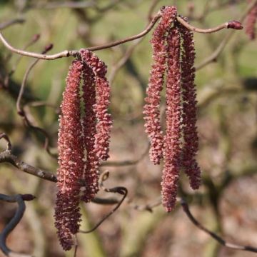 Corylus avellana Red Majestic - Hazelaar