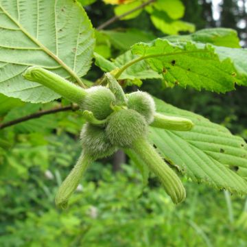 Corylus sieboldiana - Japanse hazelnoot