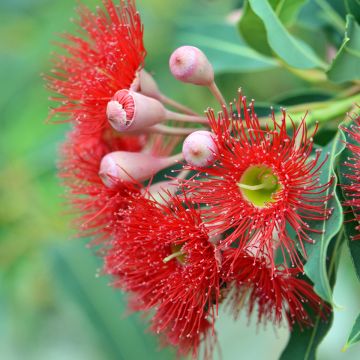 Corymbia ficifolia - Rode bloeiende gomboom