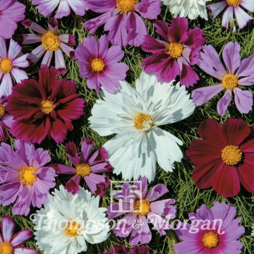 Cosmea Double All Sorts Mixed (zaad) - Cosmos bipinnatus