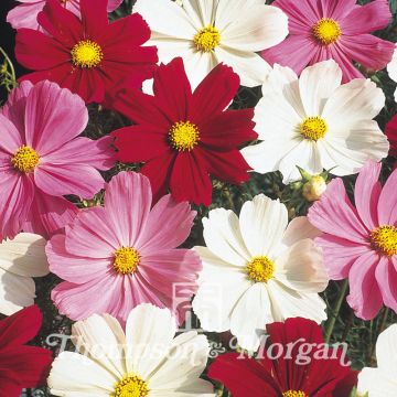 Cosmea Gazebo Mixed (zaad) - Cosmos bipinnatus