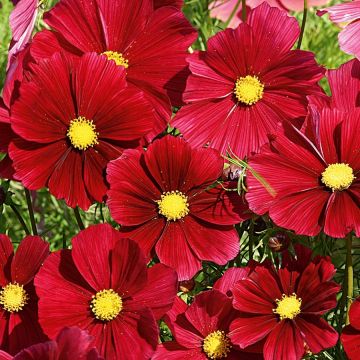 Cosmea Rubenza rood karmijn (plugplanten) - Cosmos
