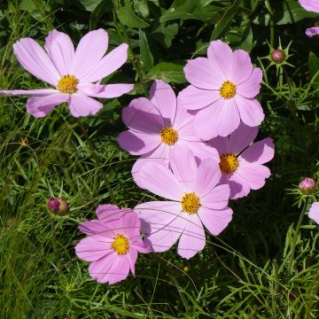 Cosmea Sonata Roze Clair - Cosmos bipinnatus
