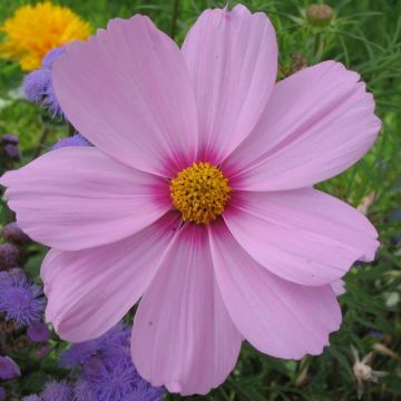 Cosmea Sonata Roze - Cosmos bipinnatus