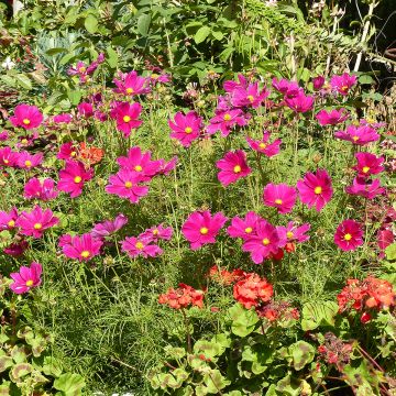 Cosmea Sonata Carmin - Cosmos bipinnatus