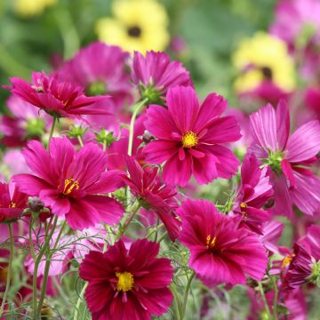 Cosmea Fandango (zaad) - Cosmos bipinnatus Cosmea Fandango (zaad) - Cosmos bipinnatus