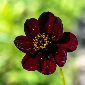 Cosmos Dahlia Mexican Black