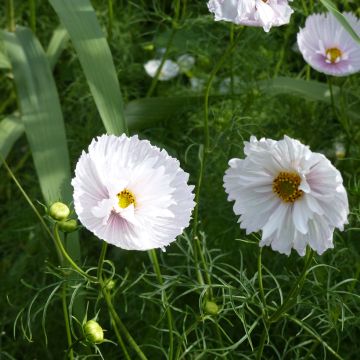 Cosmea Cupcakes (zaad) - Cosmos bipinnatus