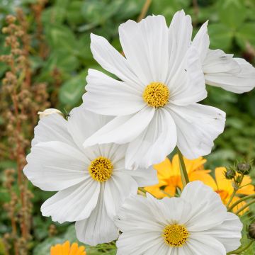 Cosmea Sonata Wit - Cosmos bipinnatus