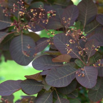 Cotinus Grace - Pruikenboom