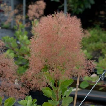 Cotinus coggygria - Pruikenboom