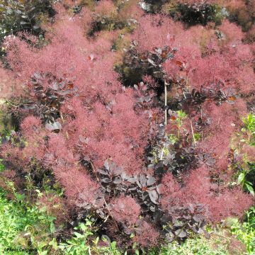 Cotinus coggygria Lilla - Pruikenboom