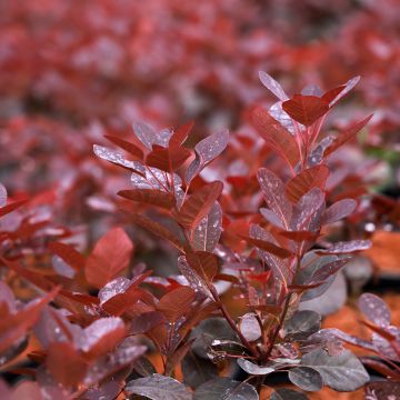 Cotinus coggygria Magical Purple - Pruikenboom