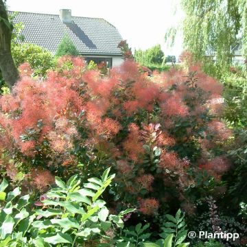 Cotinus coggygria Red Spirit - Pruikenboom