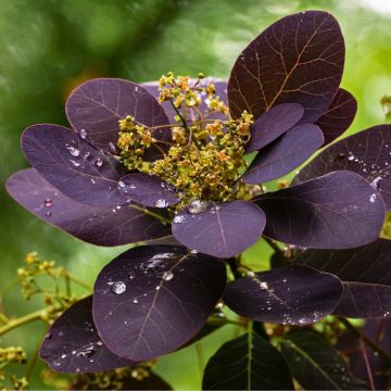 Cotinus coggygria Royal Purple - Pruikenboom