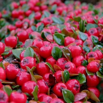 Cotoneaster suecicus Coral Beauty - Dwergmispel