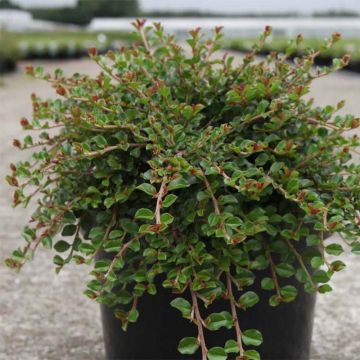 Cotoneaster adpressus Little Gem - Dwergmispel
