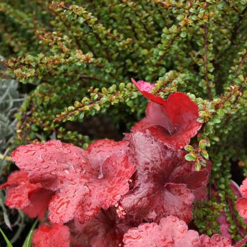 Cotoneaster adpressus Little Gem - Dwergmispel