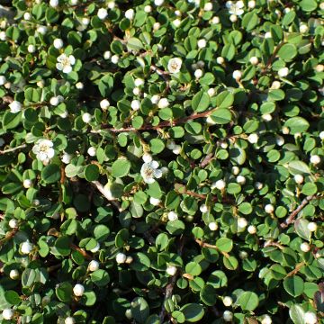 Cotoneaster congestus - Dwergmispel