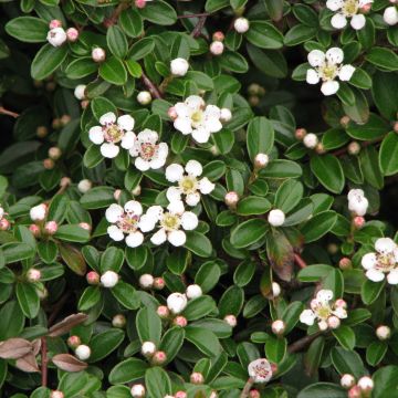 Cotoneaster dammeri Evergreen - Dwergmispel