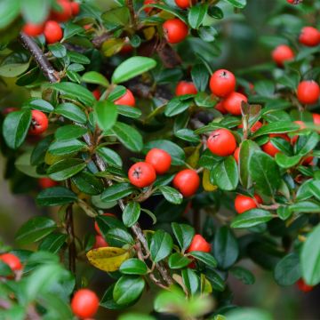 Cotoneaster dammeri Miranda - Dwergmispel