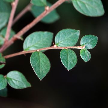 Cotoneaster dielsianus elegans - Dwergmispel