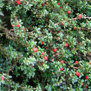 Cotoneaster integrifolius - Dwergmispel