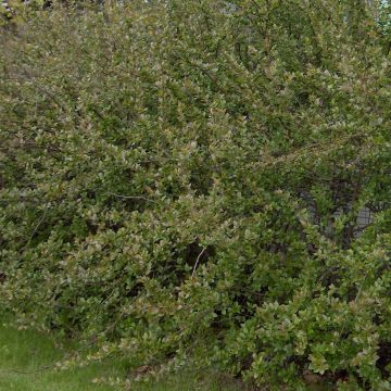 Cotoneaster lucidus - Dwergmispel