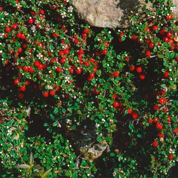 Cotoneaster procumbens Streibs Findling - Kruipende dwergmispel