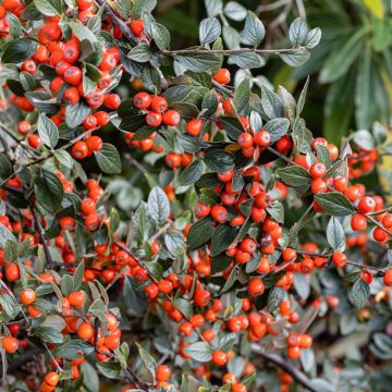 Cotoneaster simonsii - Himalaya dwergmispel