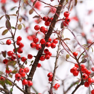 Cotoneaster suecicus Coral Beauty - Dwergmispel