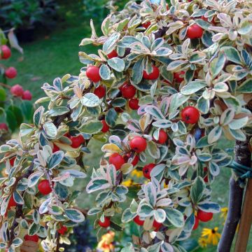 Cotoneaster suecicus Juliette - Dwergmispel