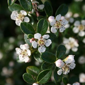 Cotoneaster dammeri Mooncreeper - Dwergmispel