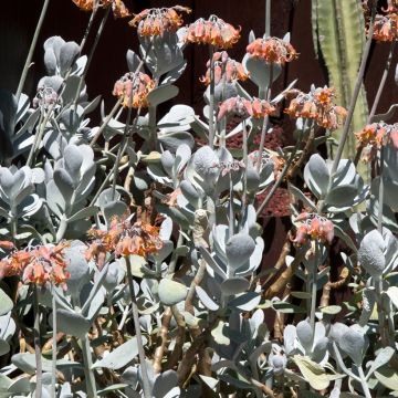 Cotyledon orbiculata Gray - Vetbladige vetplant