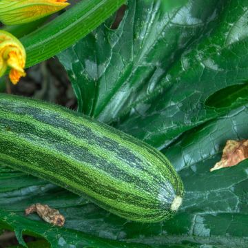 Donkergroene niet-rankende Italiaane courgette