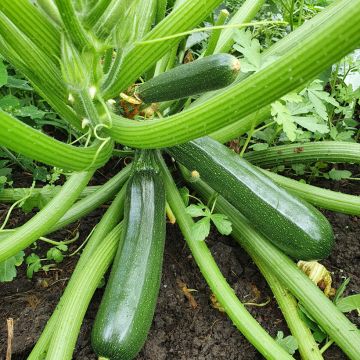 Courgette Anissa F1 - Vilmorin