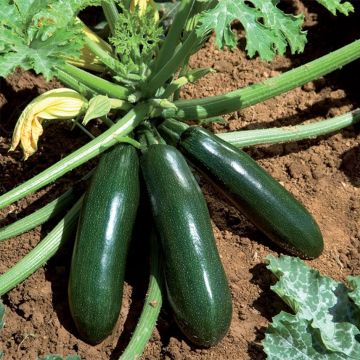 Courgette Astia F1 (zaad) Courgette Astia F1 (zaad)