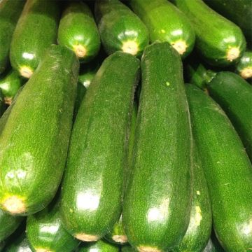 Courgette Diamant F1 Courgette Diamant F1