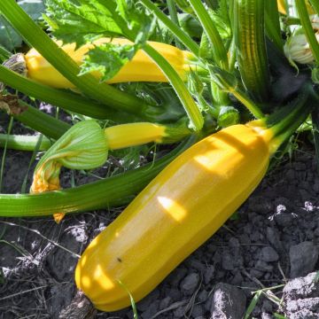 Courgette Easy Pick Gold F1 (jonge planten)