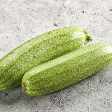 Courgette Genovese BIO Courgette Genovese BIO
