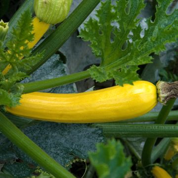 Courgette Gold Rush F1 Courgette Gold Rush F1