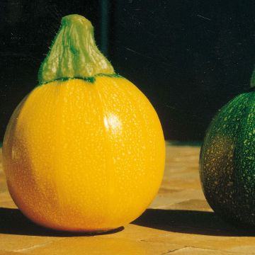 Courgette One Ball F1