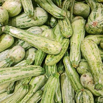 Courgette Profusion F1 Courgette Profusion F1