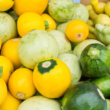 Courgette Tricolour F1