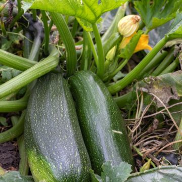 Donkergroene niet-rankende courgette Donkergroene niet-rankende courgette