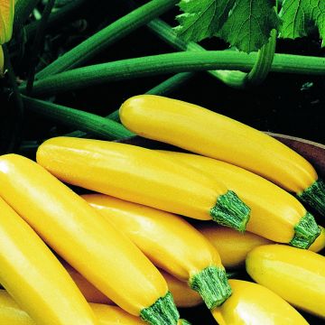 Courgette Parador F1